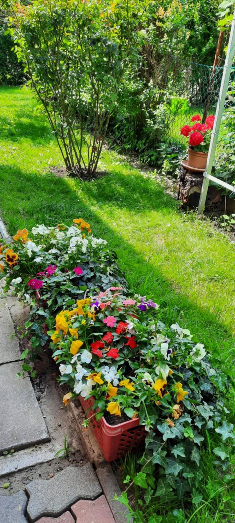 Apartment With Rose Garden & Free Parking *